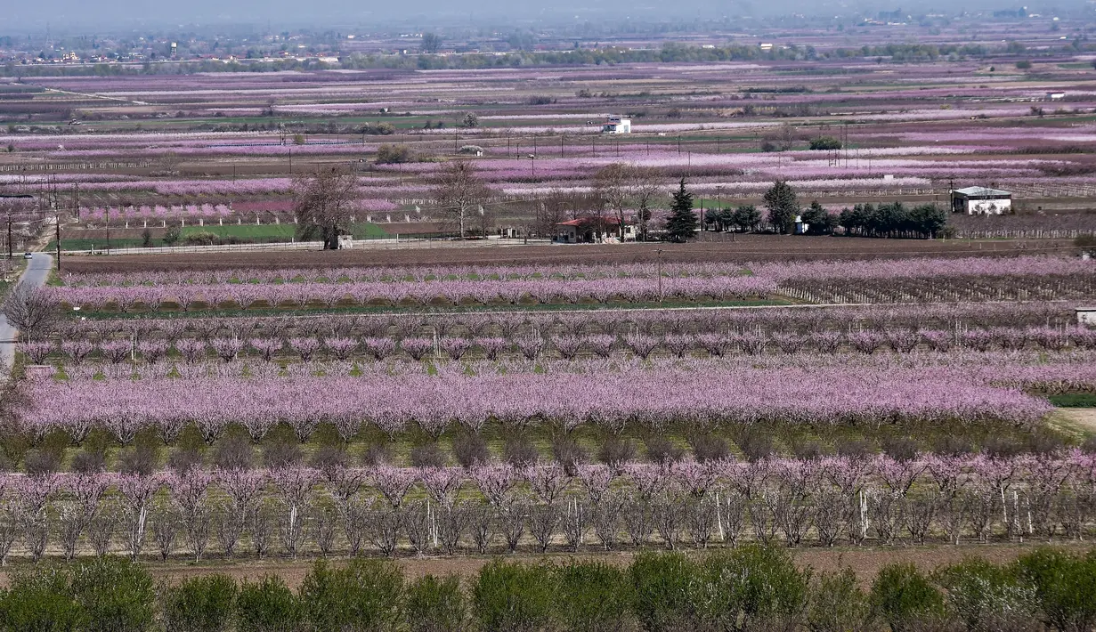 Pemandangan pohon persik berbunga di sebelah kota Veria, Yunani utara, pada 19 Maret 2019. Mekarnya bunga persik menjadi fenomena tahunan di pedesaan Yunani, yang menyerupai mekarnya bunga sakura di Jepang. (Sakis MITROLIDIS / AFP)