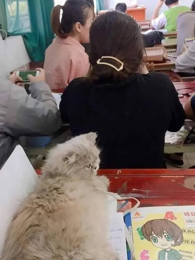 6 Potret Kucing Ikut Kuliah Ini Curi Perhatian, Bikin Ngakak