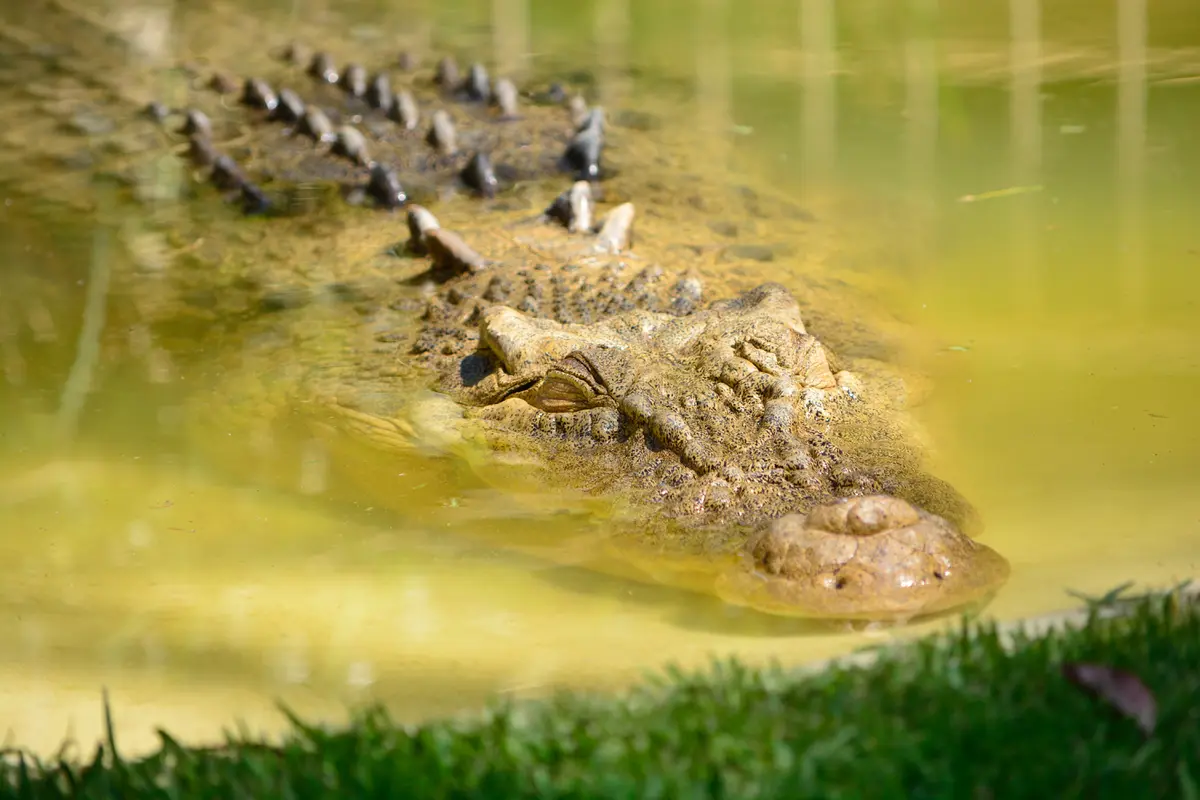 Ilustrasi Buaya