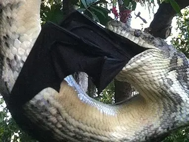 Seekor ular piton berukuran 3 meter tertangkap kamera saat melahap seekor kelelawar yang juga berukuran cukup besar di Sunshine Beach, Queensland, Kamis (2/7/2015). (Dailymail)