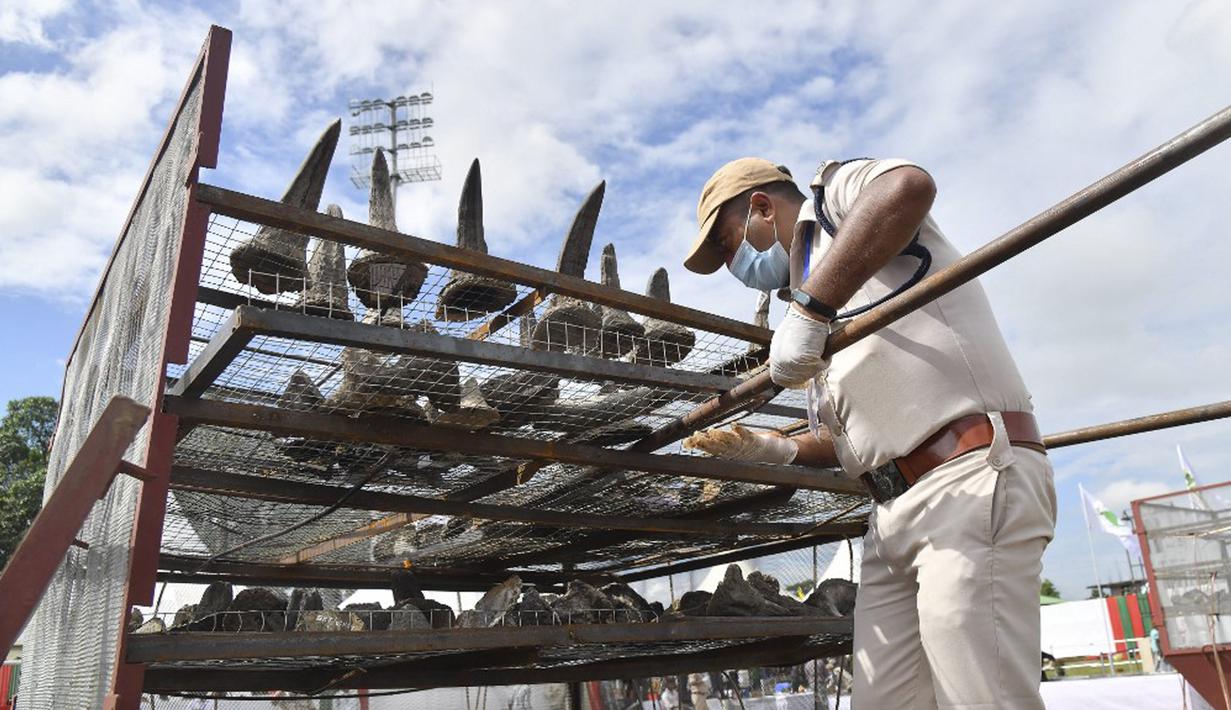 Seorang petugas hutan menaruh cula badak sitaan pada tungku sebelum membakarnya untuk menandai Hari Badak Sedunia dekat Taman Nasional Kaziranga, Bokakhat, India, 22 September 2021. Upacara akbar tersebut dipublikasikan sebagai tonggak sejarah menuju konservasi badak. (Biju BORO/AFP)