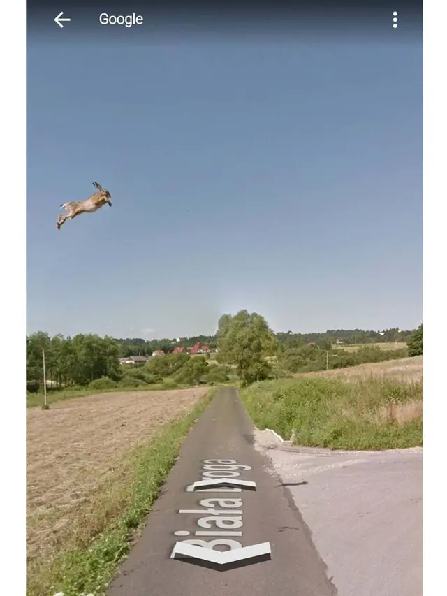 6 Potret Aneh Hewan saat Terekam Google Maps, Nyeleneh Banget
