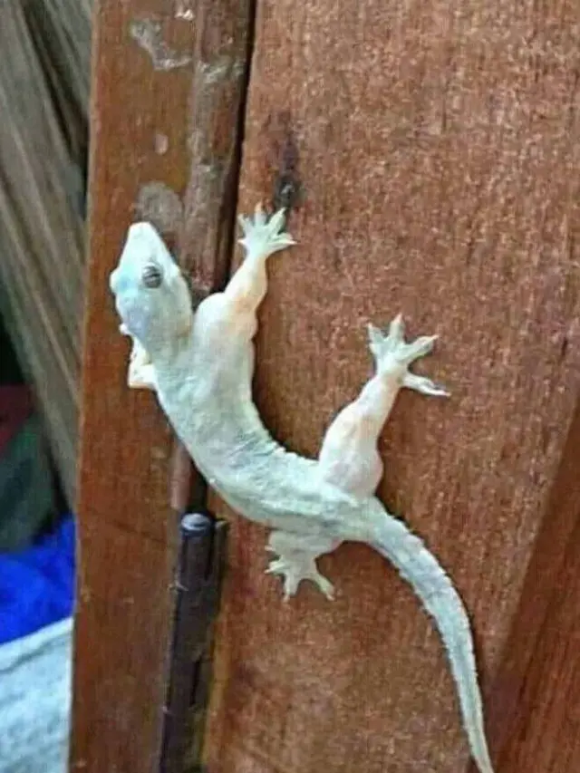 8 Penampakan Absurd Cicak di Dinding Ini Bikin Merinding