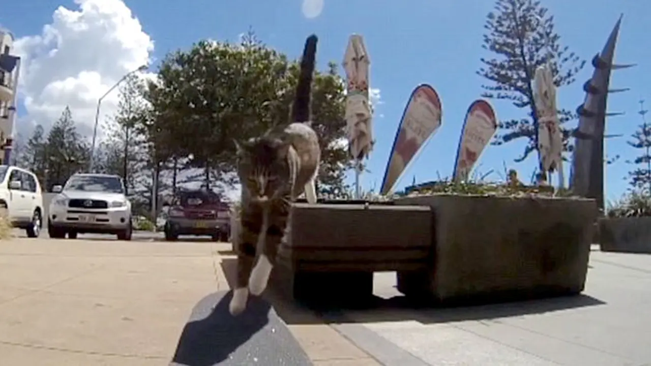 kucing-skateboard-140122c.jpg