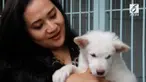 Indonesia ternyata memiliki ras anjing yang berasal dari Bali, namanya anjing ras kintamani.