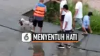anjing selamatkan