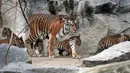 Empat harimau Sumatra muda bersama ibunya  Mayang berjalan di kandangnya di kebun binatang di Berlin, Jerman (22/11). Total empat anak Harimau Sumatera lahir pada 4 Agustus 2018, diberi nama Oscar, Willi, Seri dan Kiara. (AP Photo/Michael Sohn)