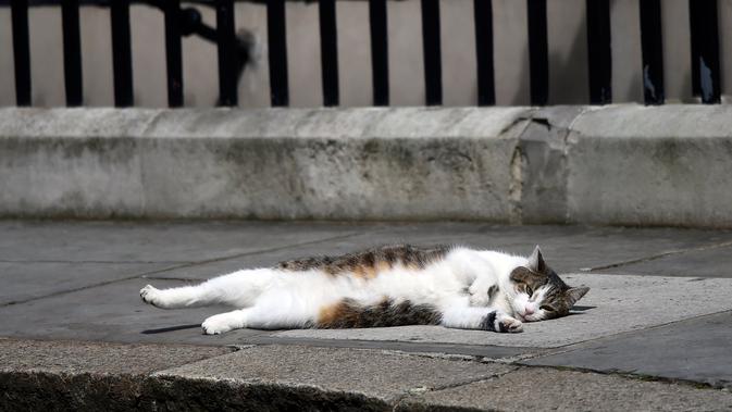 Larry, kucing berstatus PNS, sedang tiduran di trotoar depan kantor PM Inggris, Downing Street 10 di London, Rabu (13/7). Downing Street memang telah memiliki sejarah panjang dengan mengadopsi kucing pemburu tikus sejak 1920-an. (REUTERS/Toby Melville)