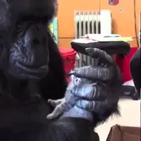 Gorila Koko sedih kucing kesayangannya meninggal (foto : istimewa)