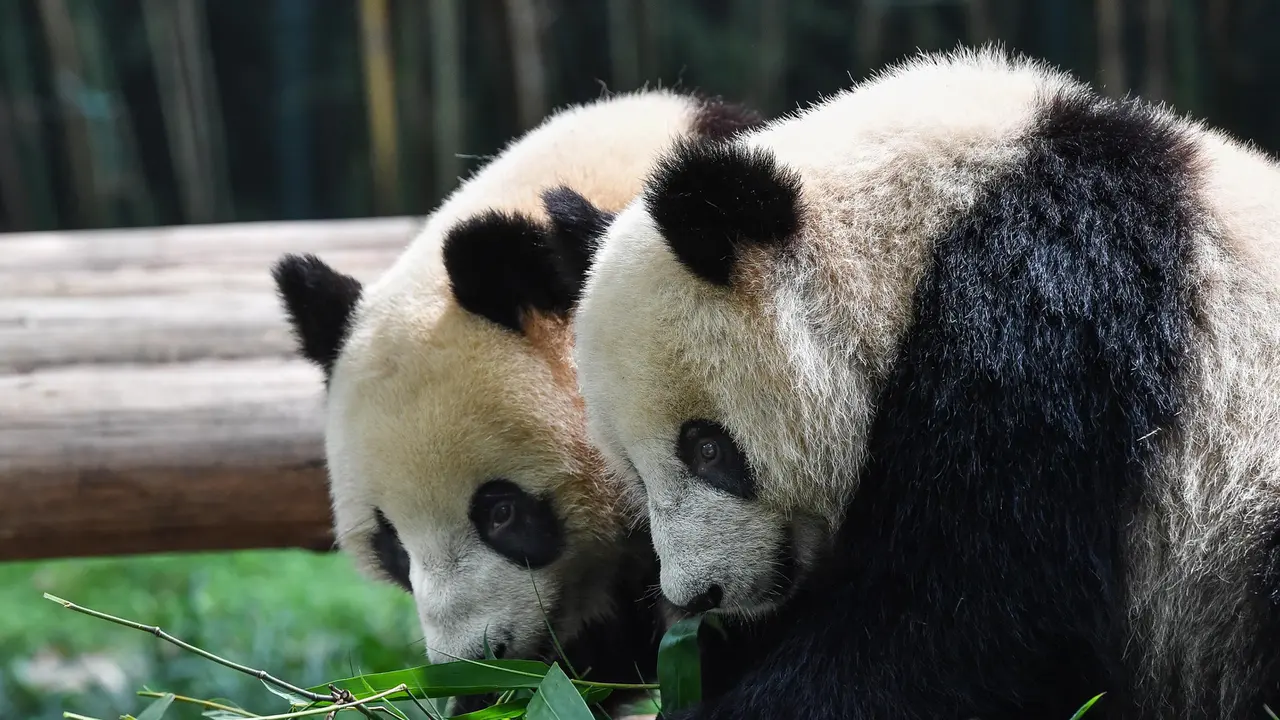FOTO: Kasus COVID-19 Mereda, Taman Safari Chimelong Kembali Dibuka