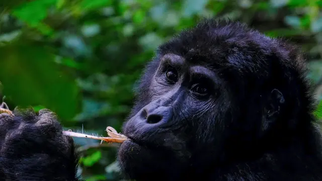 Gorilla