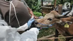 Dokter dari Tim Balai Besar Karantina Pertanian Tanjung Priok memeriksa kesehatan sapi di salah satu lapak hewan kurban di Jalan Pangeran Antasari, Jakarta Selatan, Selasa (30/5/2023). (merdeka.com/Iqbal S. Nugroho)