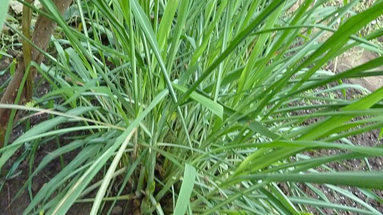Serai Wangi