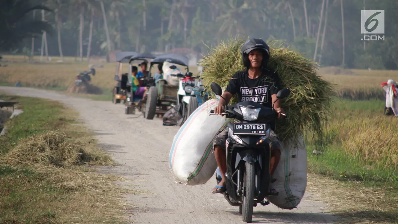 Hiruk-pikuk Petani Gorontalo Sambut Musim Panen dengan Bergotong royong