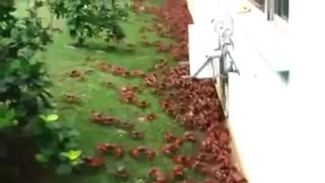 Beginilah penampakan serbuan jutaan kepiting merah ketika sedang migrasi di musim pembiakan alamiah mereka di Pulau Christmas.
