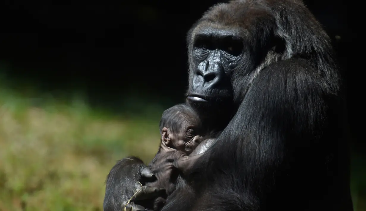 Seekor Gorila memeluk anaknya yang baru lahir di kebun binatang di Belo Horizonte, Brasil, Jumat (12/5). Bayi gorila tersebut lahir pada 8 Mei 2017 dan termasuk dalam sebagai spesies yang terancam punah. (AFP PHOTO / DOUGLAS MAGNO)