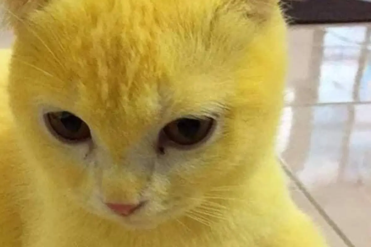 Nasib Kucing yang Warna Bulunya Berubah Jadi Kuning Seperti Pikachu