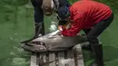 Penjual dan pembeli grosir memeriksa tuna saat mereka menghadiri lelang tuna pertama Tahun Baru di pasar ikan Toyosu di Tokyo (5/1/2023). Sejak pagi ratusan peserta lelang juga turut memeriksa kualitas daging ikan tuna tersebut. (AFP/Richard A. Brooks)