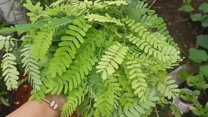 Daun Asam Jawa/Youtube Kebun Una