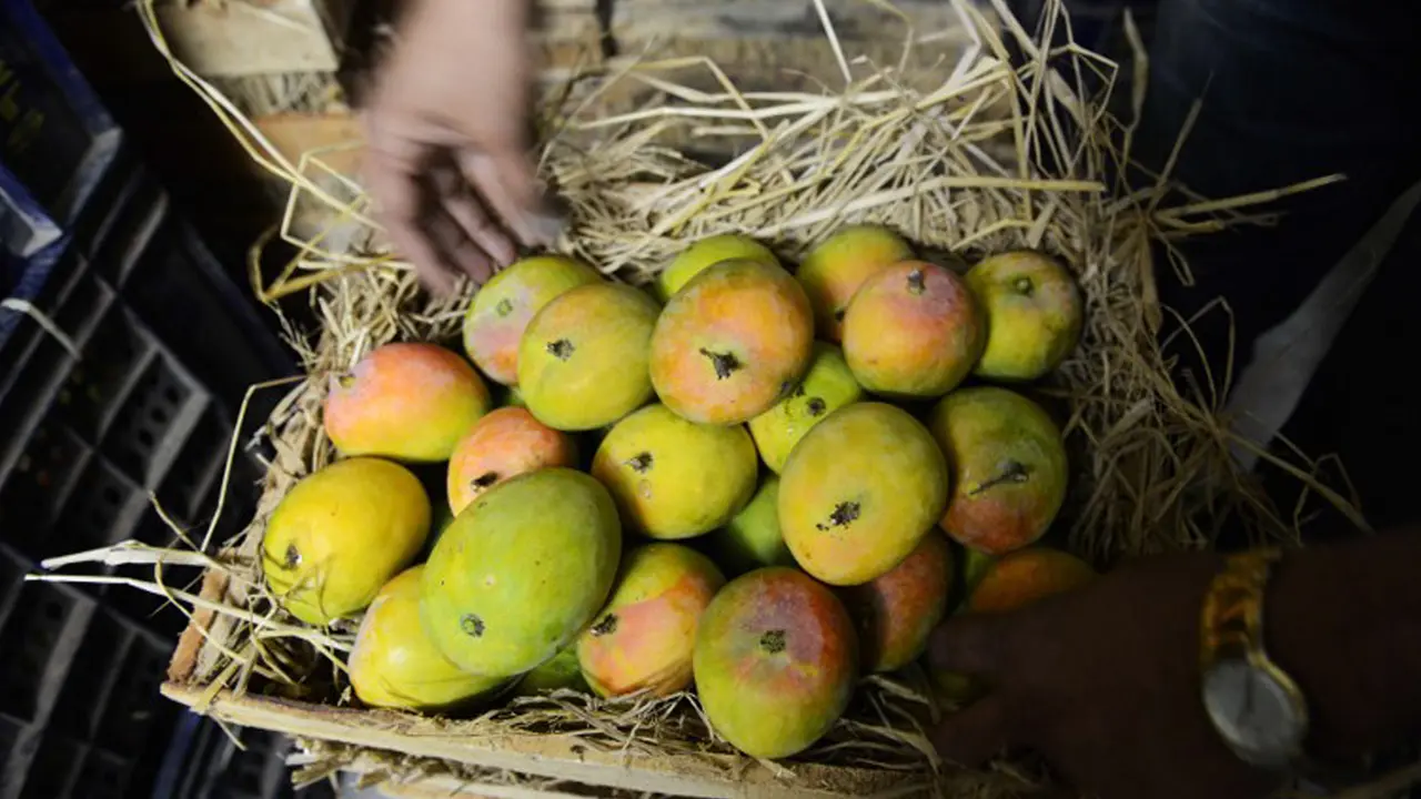 20150821-Ingin Cepat Gemuk? Konsumsi 6 Buah Penambah Berat Badan Ini-Mangga