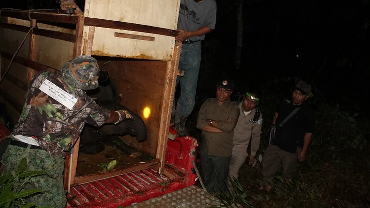 Tapir Langka di Jambi