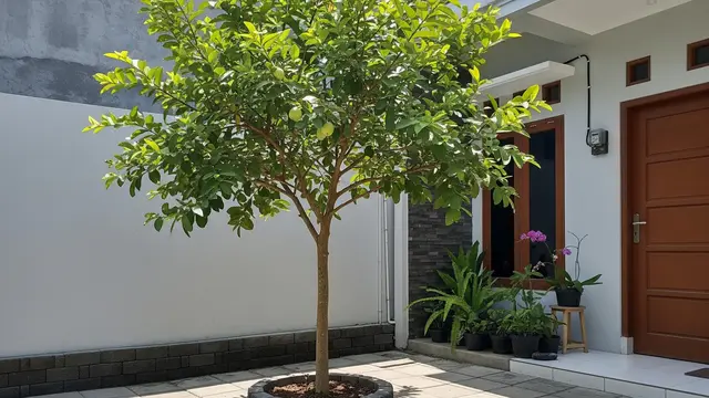 16 Pohon Buah yang Tidak Membuat Paving Cepat Rusak, Cocok Ditanam di Pekarangan