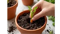 Cara Menanam Wortel dalam Pot di Rumah, Solusi Berkebun Lahan Sempit