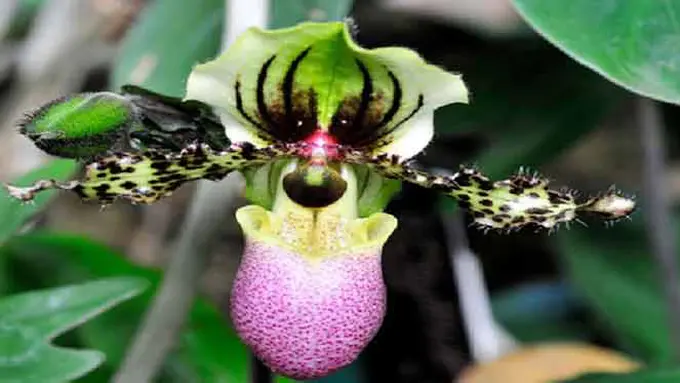 Bunga-bunga yang Menyerupai Binatang