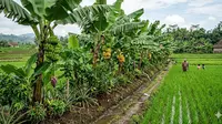 6 Ide Kebun Buah Mini di Sela Tanaman Padi, Pertanian Terpadu Menguntungkan