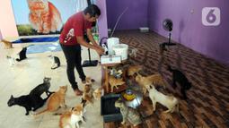 Bimbim memberi makan kucing-kucing disabilitas di Rumah Blendy untuk Kucing Disabilitas di kawasan Sawangan, Depok, Jawa Barat, Kamis (15/12/2021). Biaya pemeliharaan kucing disabilitas mencapai Rp 40 juta per bulan yang berasal dari subsidi silang usaha petshop. (merdeka.com/Arie Basuki)