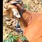 Kondisi sapi yang ditemukan mengalami sejumlah luka bacok. Foto (Istimewa)