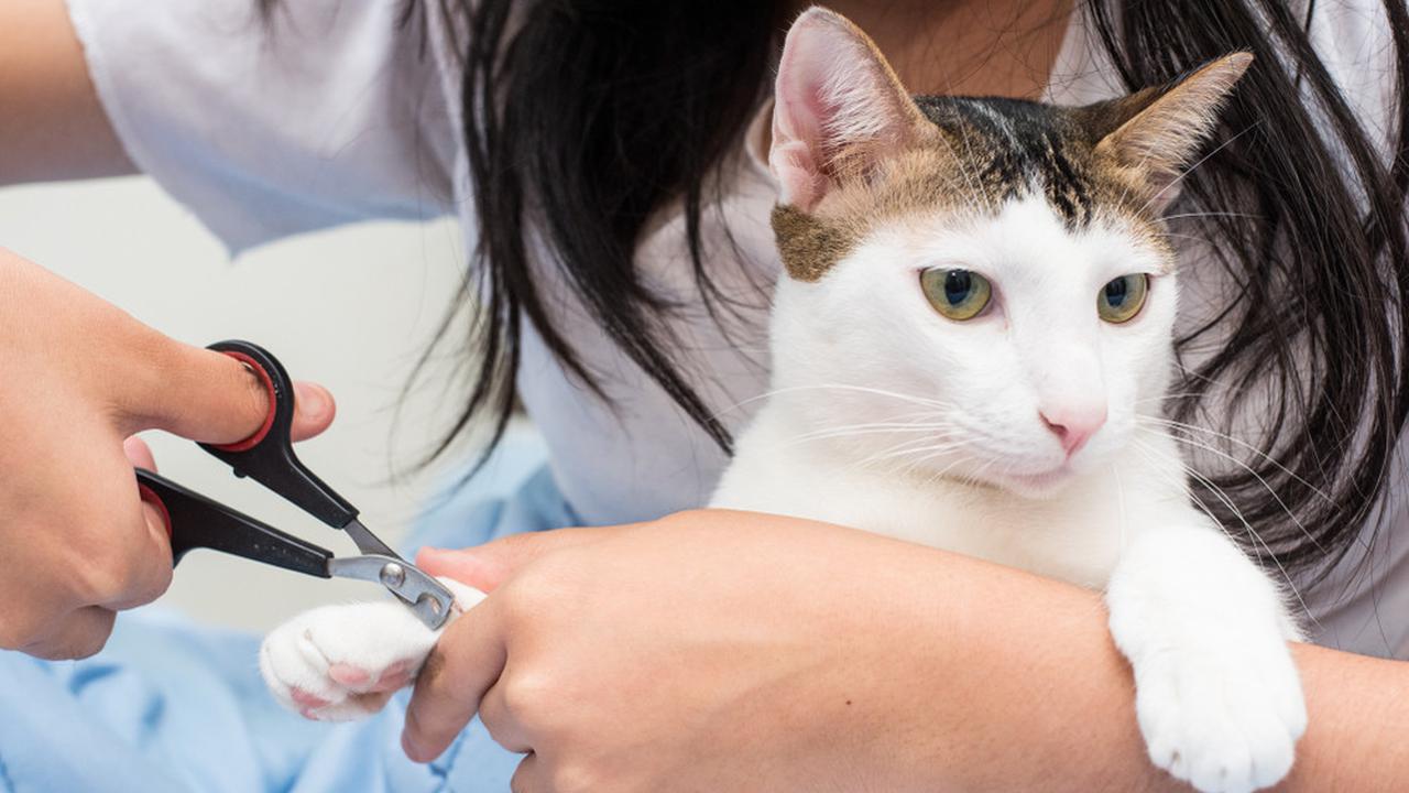 Memotong Kuku Kucing