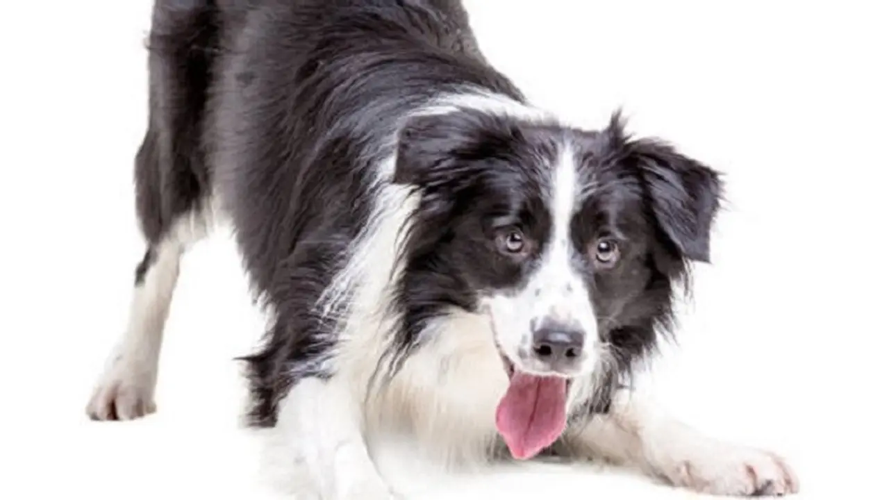 Anjing Border Collie