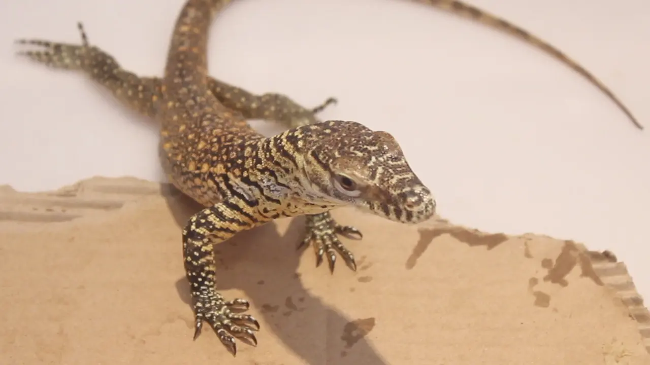 Bayi Komodo
