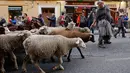 Penggembala memimpin domba melewati pusat kota Madrid di Spanyol, 21 Oktober 2018. Para gembala menggiring ribuan ekor domba ke jalanan yang merupakan kegiatan tahunan bernama Festival Fiesta de la Trashumancia. (AP Photo/Paul White)