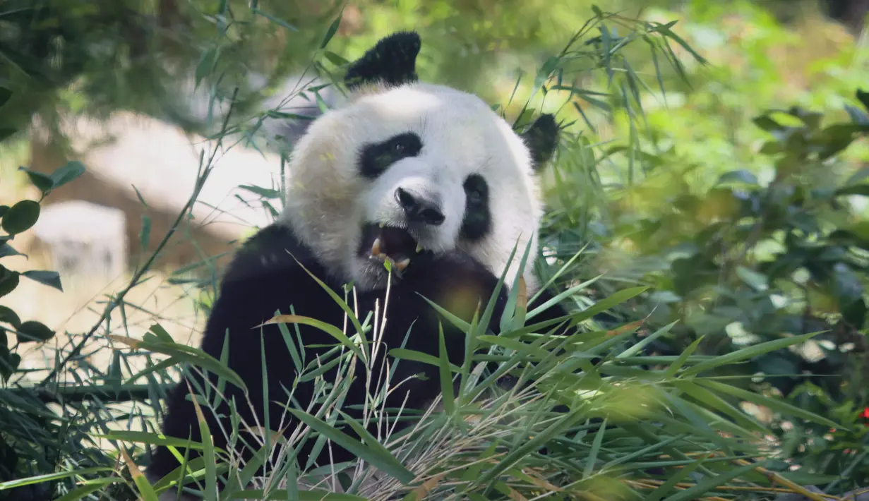 Mereka adalah Xin Bao, panda betina berusia empat tahun, dan Yun Chuan, panda jantan berusia lima tahun. (Sandy Huffaker / AFP)