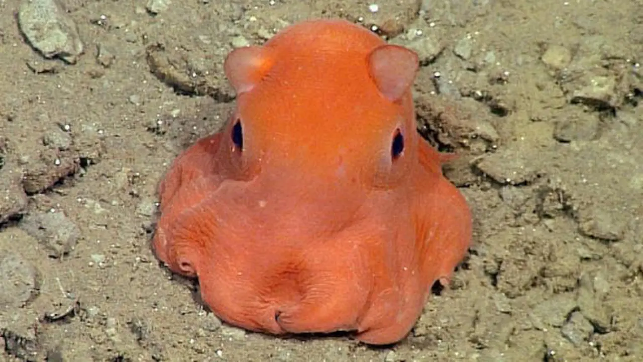 Spesies Gurita Baru Ini Tampak Lucu dan Menggemaskan