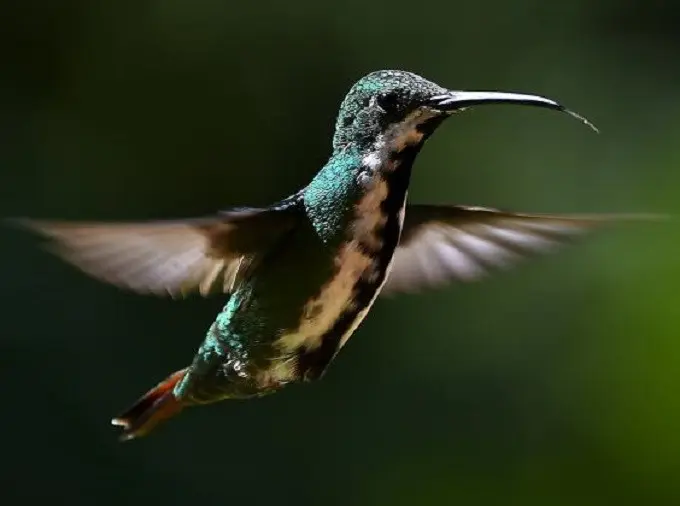 Burung Kolibri dikenal sebagai penerbang tercepat, peneliti mengklaim jarak tempuhnya 27 meter per detik (AFP)