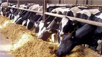 Jelang Lebaran 2023, Great Giant Livestock Siapkan 10.000 Ekor Sapi Hidup