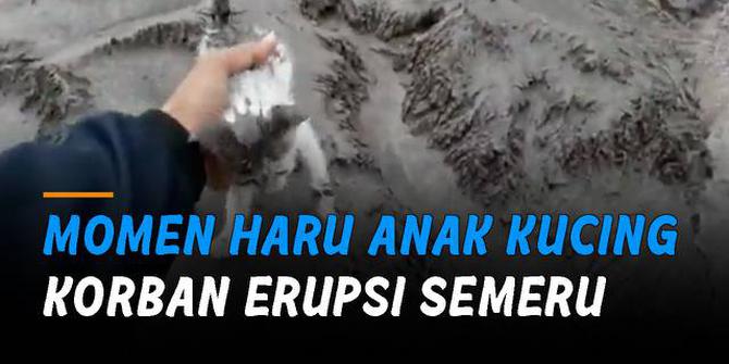 VIDEO: Momen Haru Anak Kucing Korban Erupsi Semeru Lari Datangi Warga