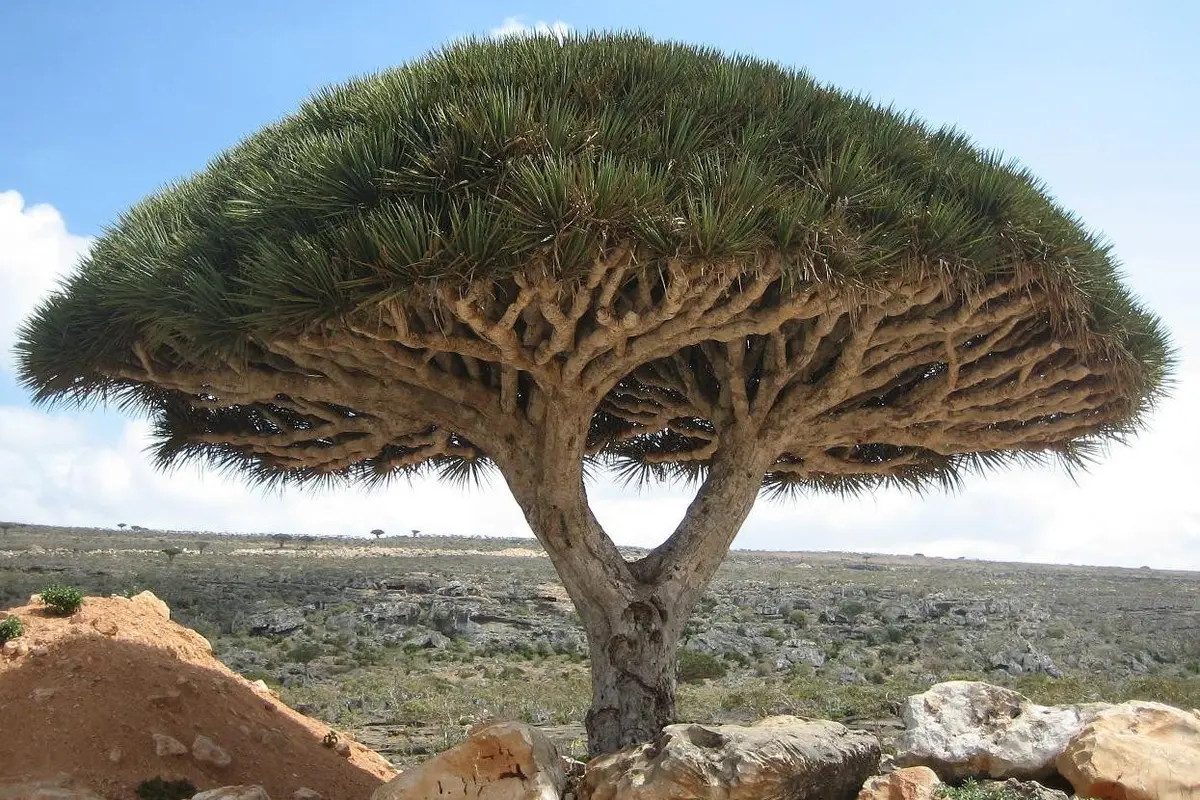 Pohon Darah Naga di Socotra, Yaman (Wikimedia Commons)