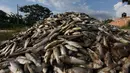 Gambar ikan air tawar "popocha" yang mati di laguna Cajititlan, negara bagian Jalisco, Meksiko, 17 Agustus 2015. Diduga sekitar 25 ton ikan mati karena tercemar limbah pabrik. (AFP PHOTO/HECTOR GUERRERO)