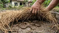 Ternak Belut Media Jerami, Panduan Praktis Budidaya di Rumah Sampai Panen