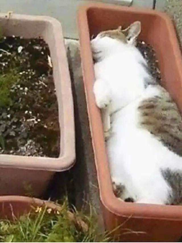 12 Potret Nyeleneh Kucing Tidur di Sembarang Tempat Ini Bikin Gemas