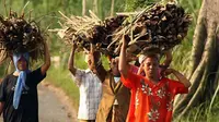   Sejumlah perempuan desa pulang mencari kayu di Desa Lebak, Kecamatan Winongan, Kabupaten Pasuruan, Jawa Timur. (Antara).