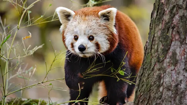 Red Panda