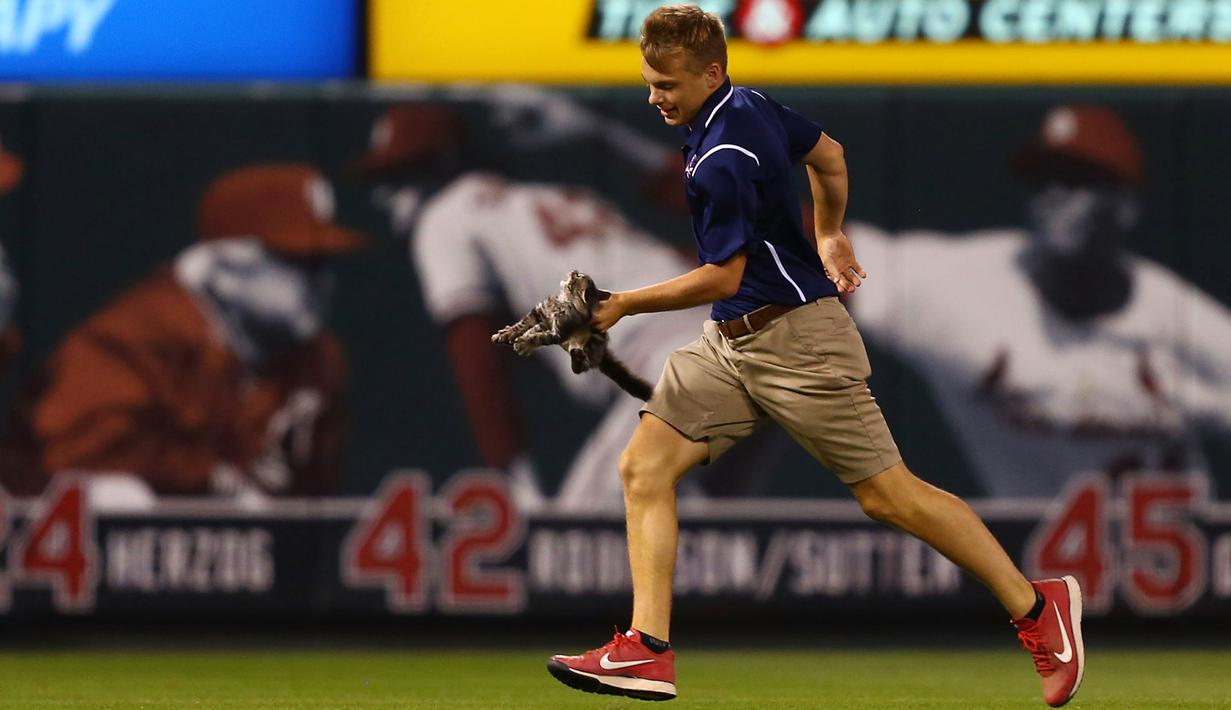 Seorang anggota kru St. Louis Cardinals memindahkan anak kucing dari lapangan keenam inning saat pertandingan melawan Kansas City Royals di Stadion Busch di St. Louis, Missouri (9/8). (Dilip Vishwanat / Getty Images / AFP)