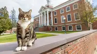 Bantu Mahasiswa Semangat Kuliah, Kucing Ini Dapat Gelar Kehormatan dari Kampus