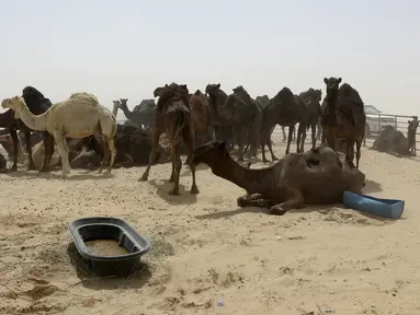 Kawanan unta milik warga Qatar saat berada di penampungan perbatasan Abu Samrah antara Arab Saudi dan Qatar, (20/6). Sekitar 12.000 unta dan domba menjadi korban atas Pemutusan diplomatik Qatar oleh Arab Saudi. (AFP Photo/Stringer)