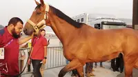 Sebanyak 33 kuda atlet Asian Games 2018, tiba di Bandara Internasional Soekarno melalui terminal kargo, Selasa (21/8/2018).